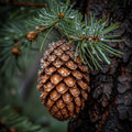 Roasted Pine Cone