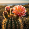 Baja Cactus Blossom