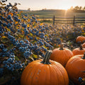 Blueberry Pumpkin Patch