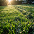 Fresh Cut Grass
