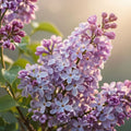 Fresh Lilac