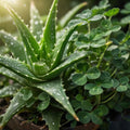 Green Aloe & Clover