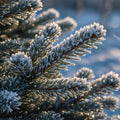 Sugared Spruce