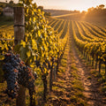 Sun Drenched Vineyard